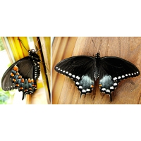Spicebush Swallowtail troilus pupae SPECIAL PRICES!
